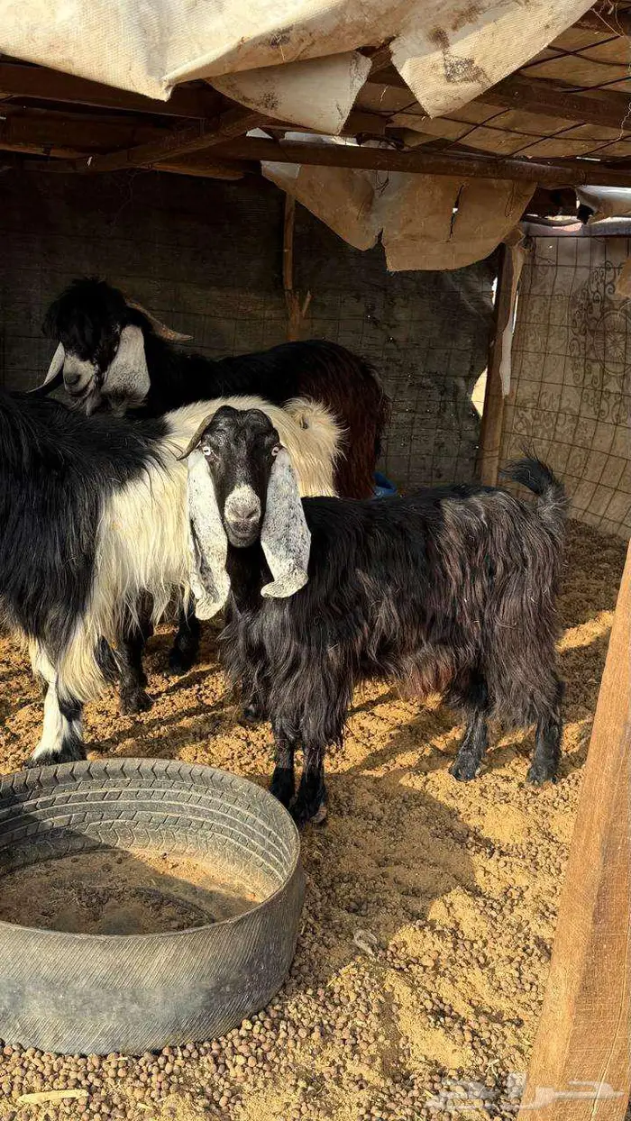 ثلاث معزا مع تيسها 0