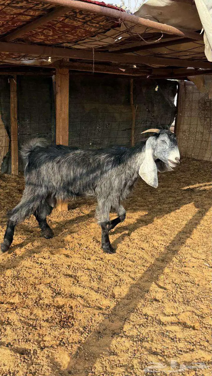 ثلاث معزا مع تيسها 1