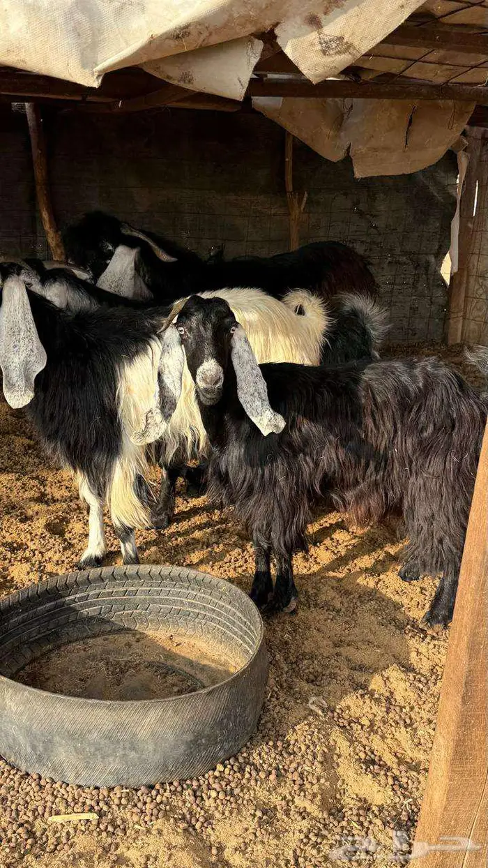 ثلاث معزا مع تيسها 3