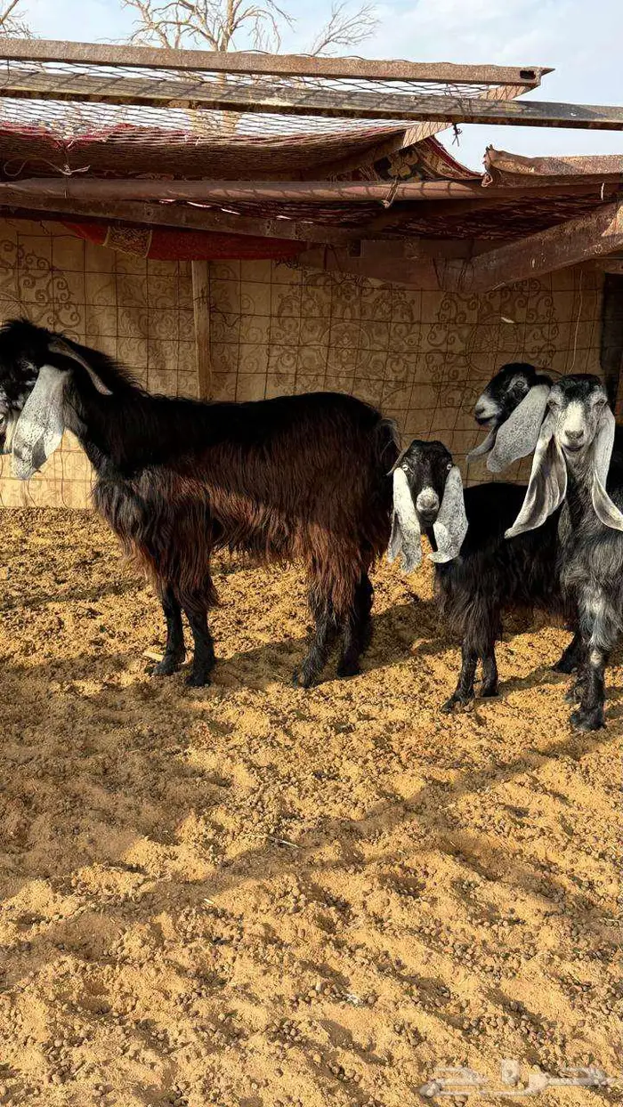 ثلاث معزا مع تيسها 4