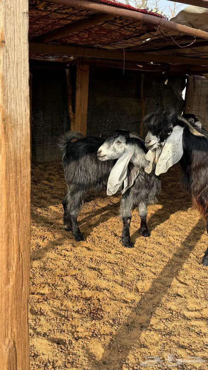 ثلاث معزا مع تيسها 2