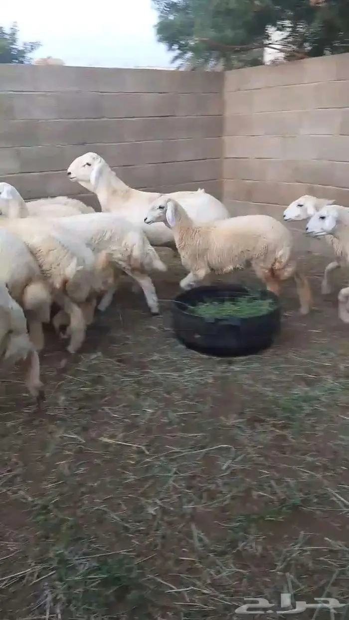 رخال فواخر بفحلها 0