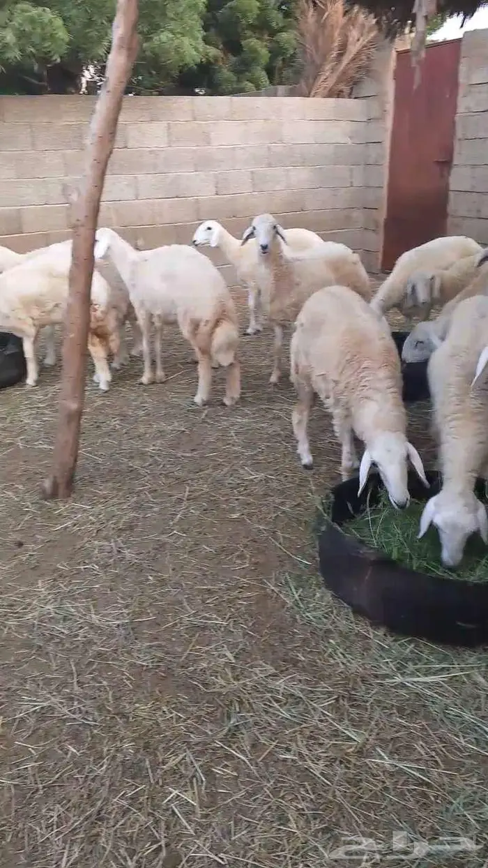 رخال فواخر بفحلها 2