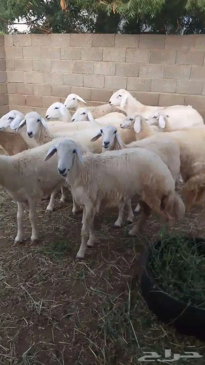 رخال فواخر بفحلها 1