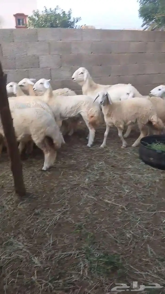 رخال فواخر بفحلها 3