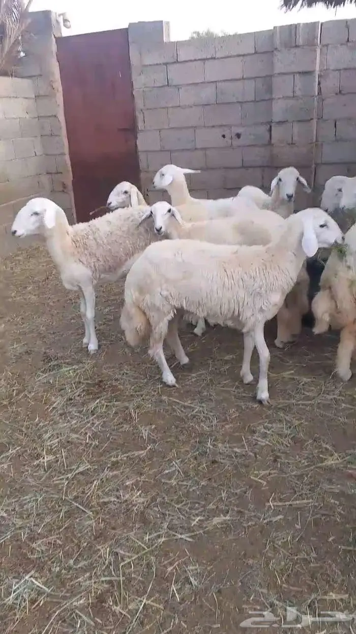 رخال فواخر بفحلها 4