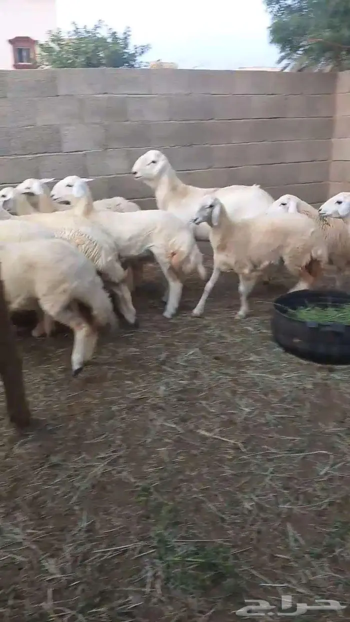 رخال فواخر بفحلها 6