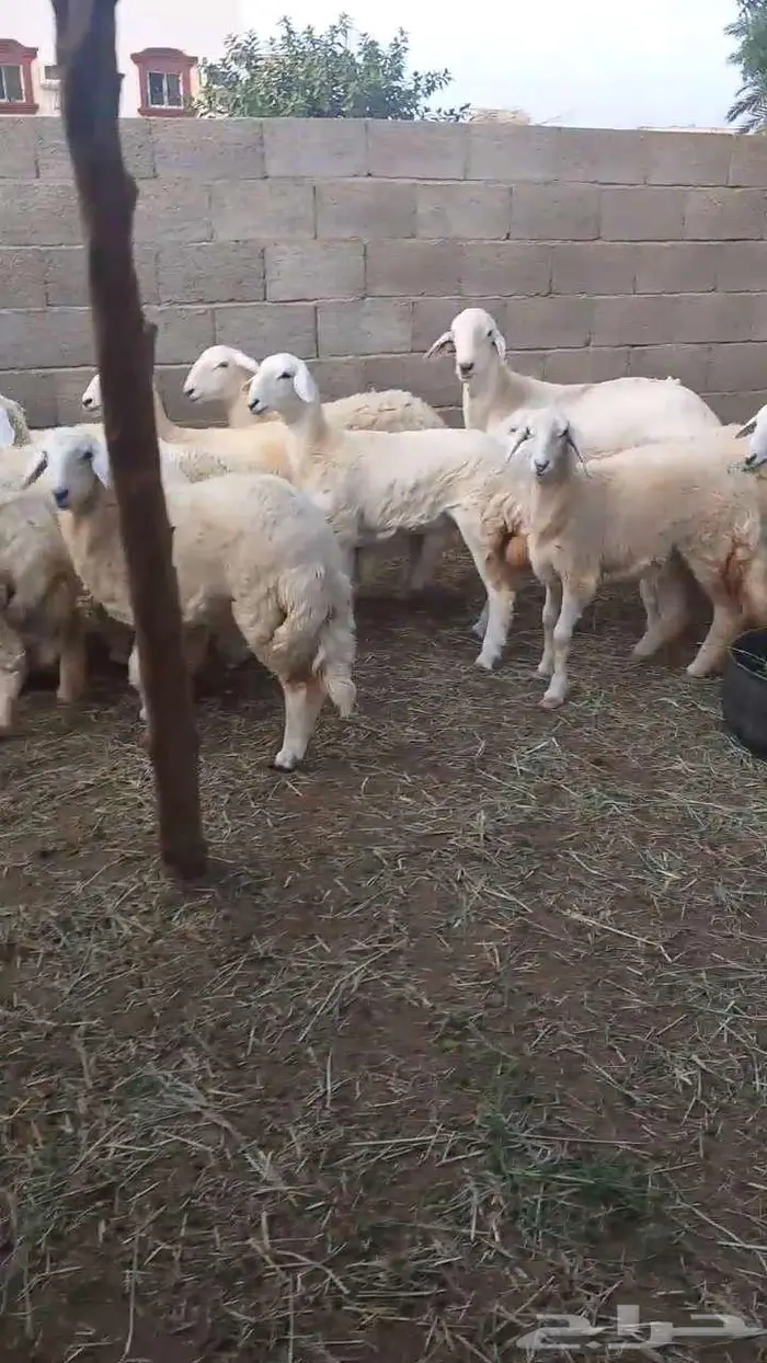 رخال فواخر بفحلها 5