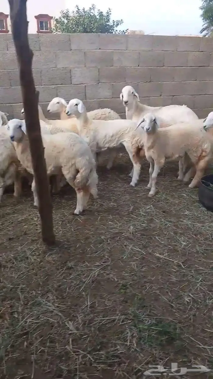 رخال فواخر بفحلها 7