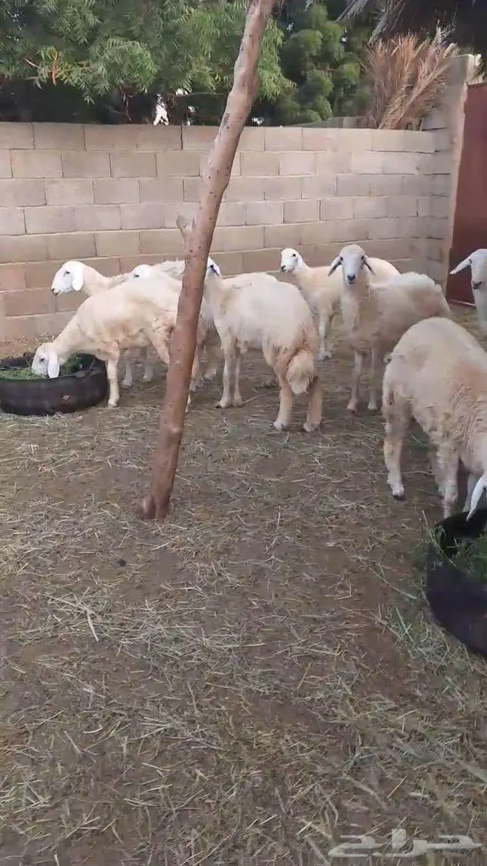 رخال فواخر بفحلها 8