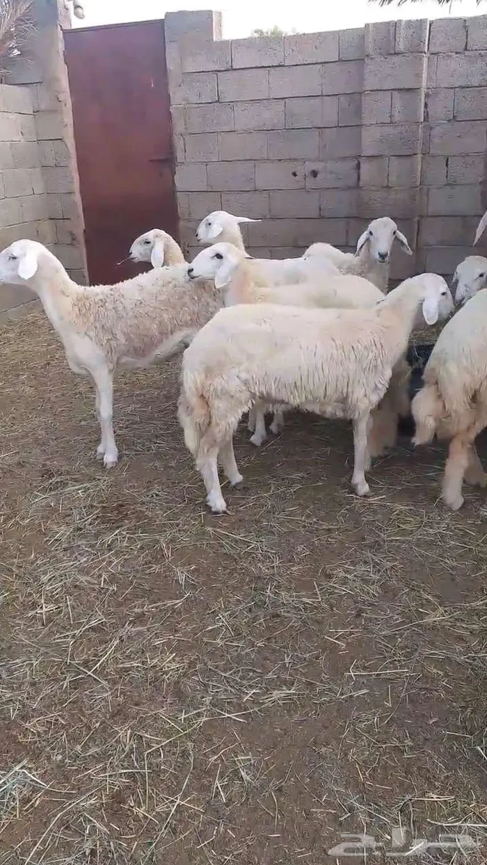 رخال فواخر بفحلها 9