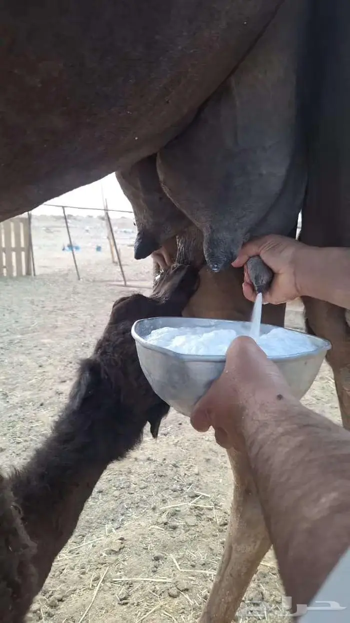 خلفه تحتها قعود هديه 2