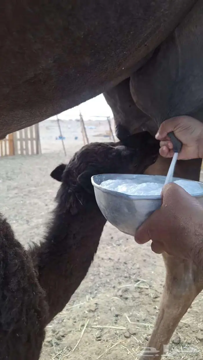 خلفه تحتها قعود هديه 3