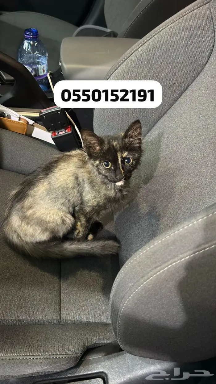 كيتن للتبني 0