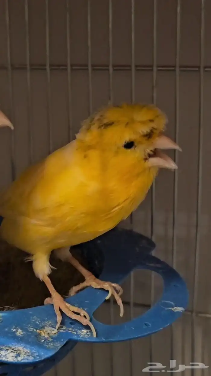 جوز كناري منتج ومغرد شرط 0