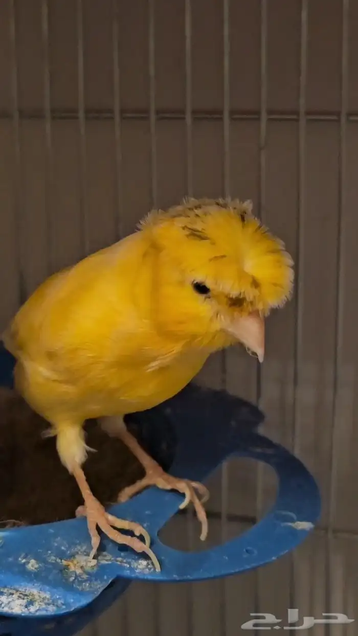 جوز كناري منتج ومغرد شرط 4