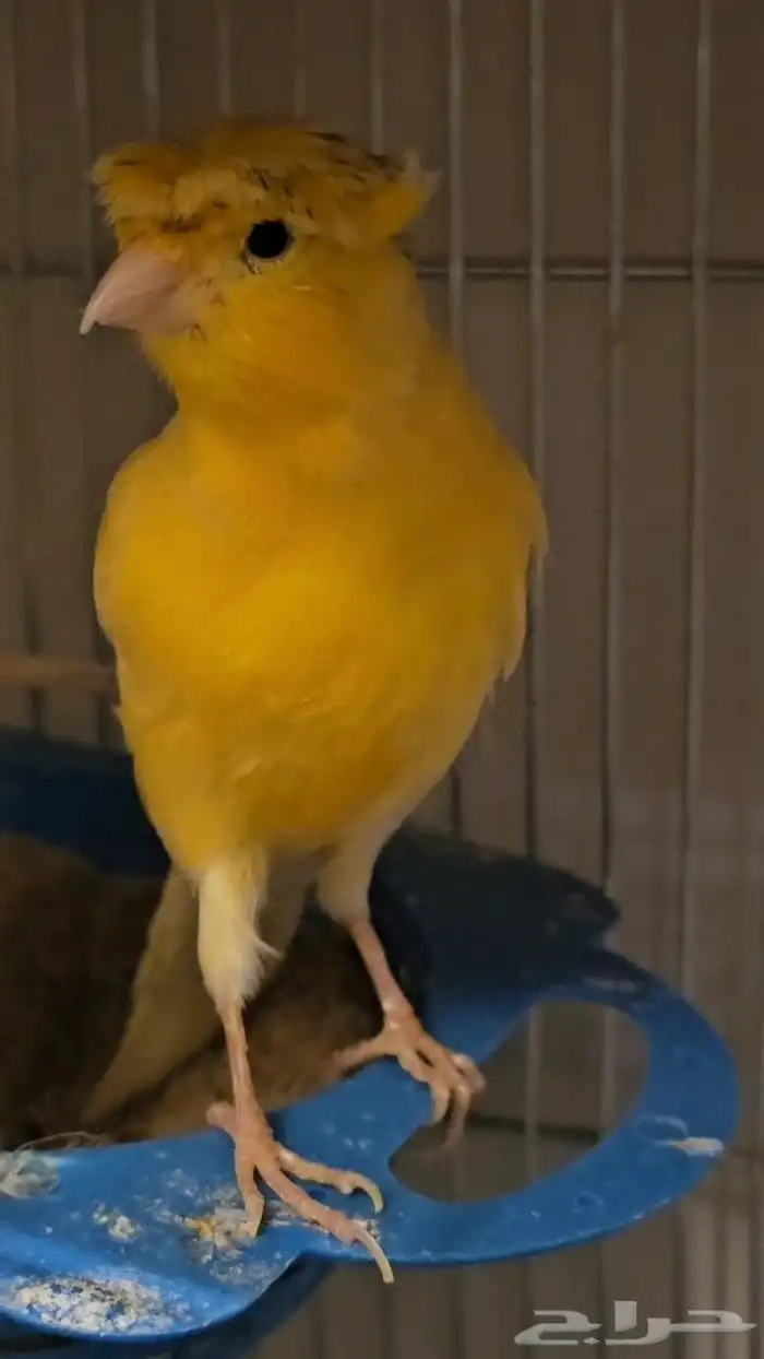 جوز كناري منتج ومغرد شرط 2