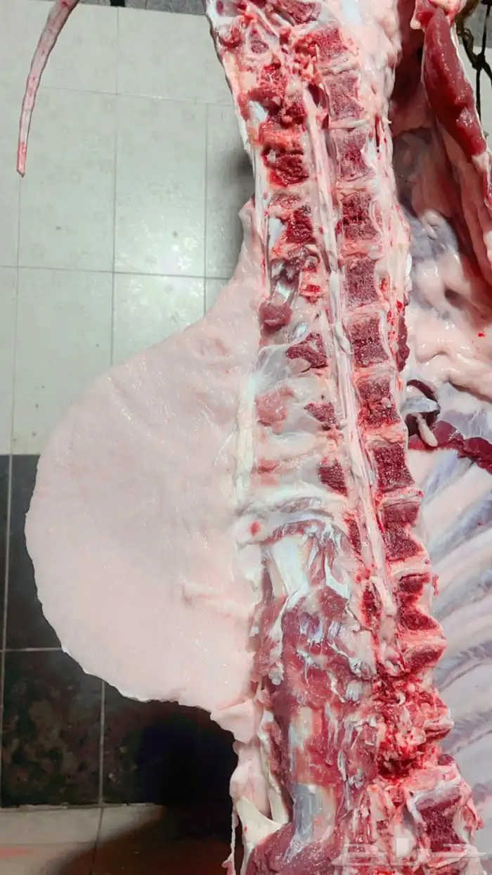 محمد جزار من مصر مقيم بالسعودية ببحث عن أي عمل في اي ملحمه 1