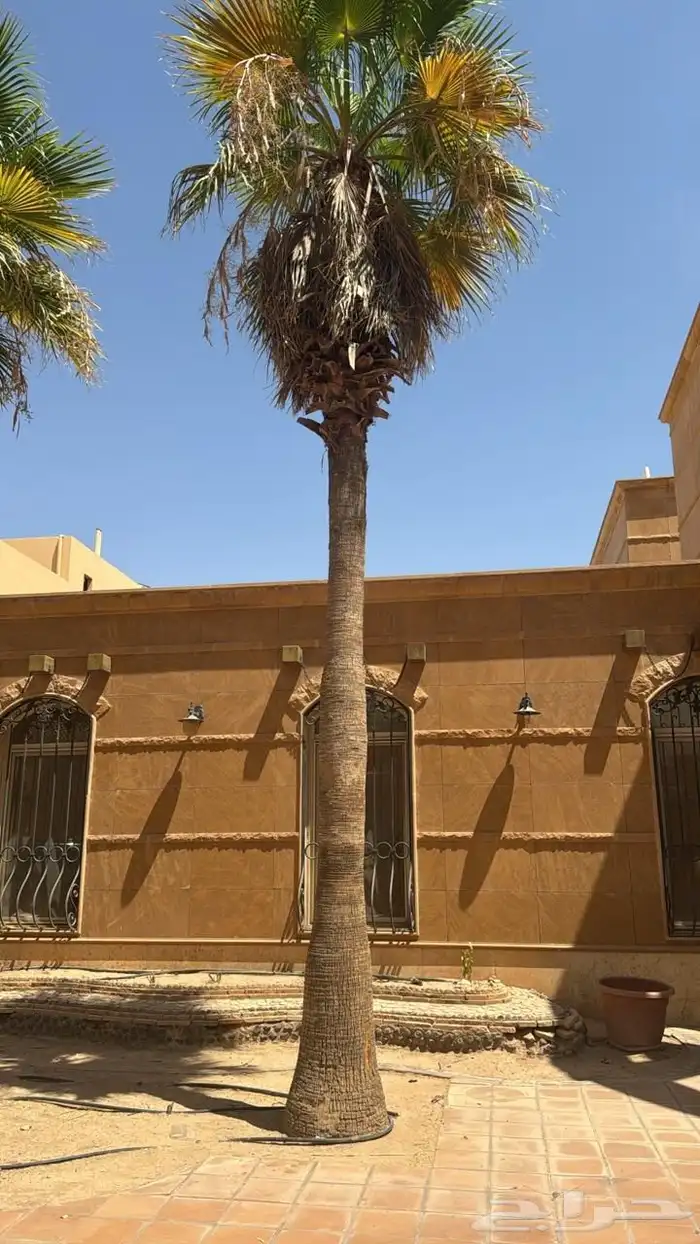 معلم تنظيف نخل وتنسيق الحدائق 6