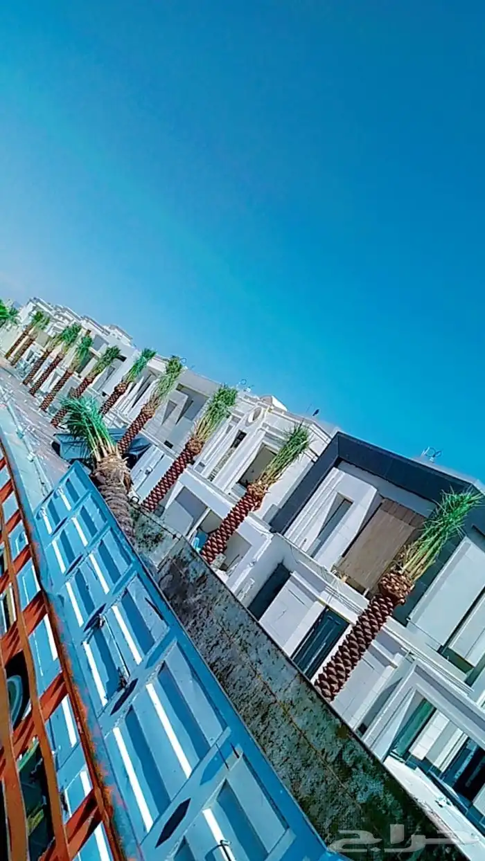 يوجد لدينا نخل عربي وشنطني وفسيل 0