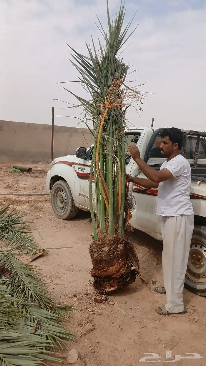 مشاءالله تبارك الله نخل وصل اليوم عرعر نخل مثمر 0