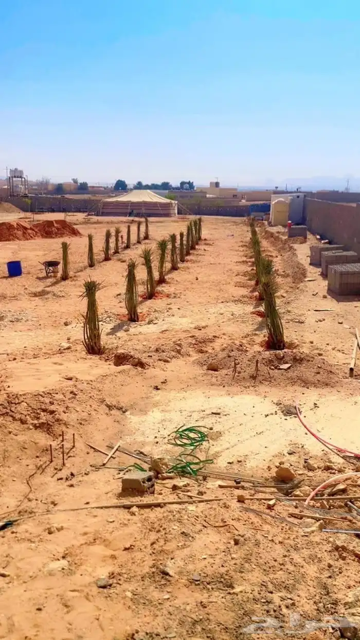 نخيل_مثمر_بجميع_انواعه_ومقاسته 0