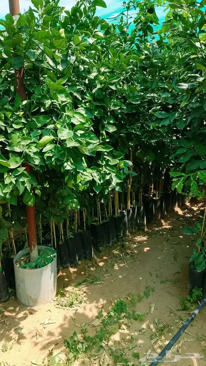 شتلات حمضيات 4