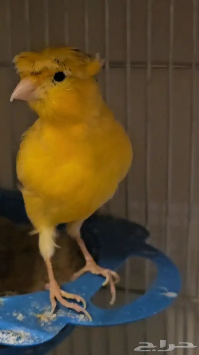 جوز كناري منتج ومغرد شرط 1