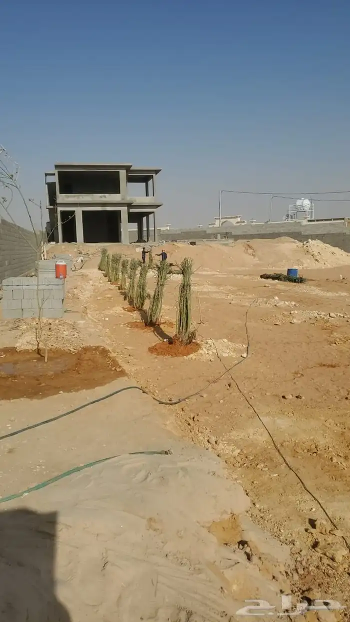 نخيل_مثمر_بجميع_انواعه_ومقاسته 4