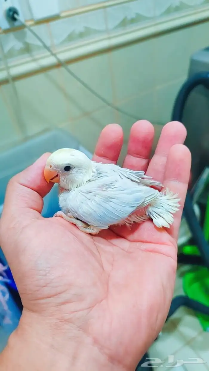 فروخ روز غر 0