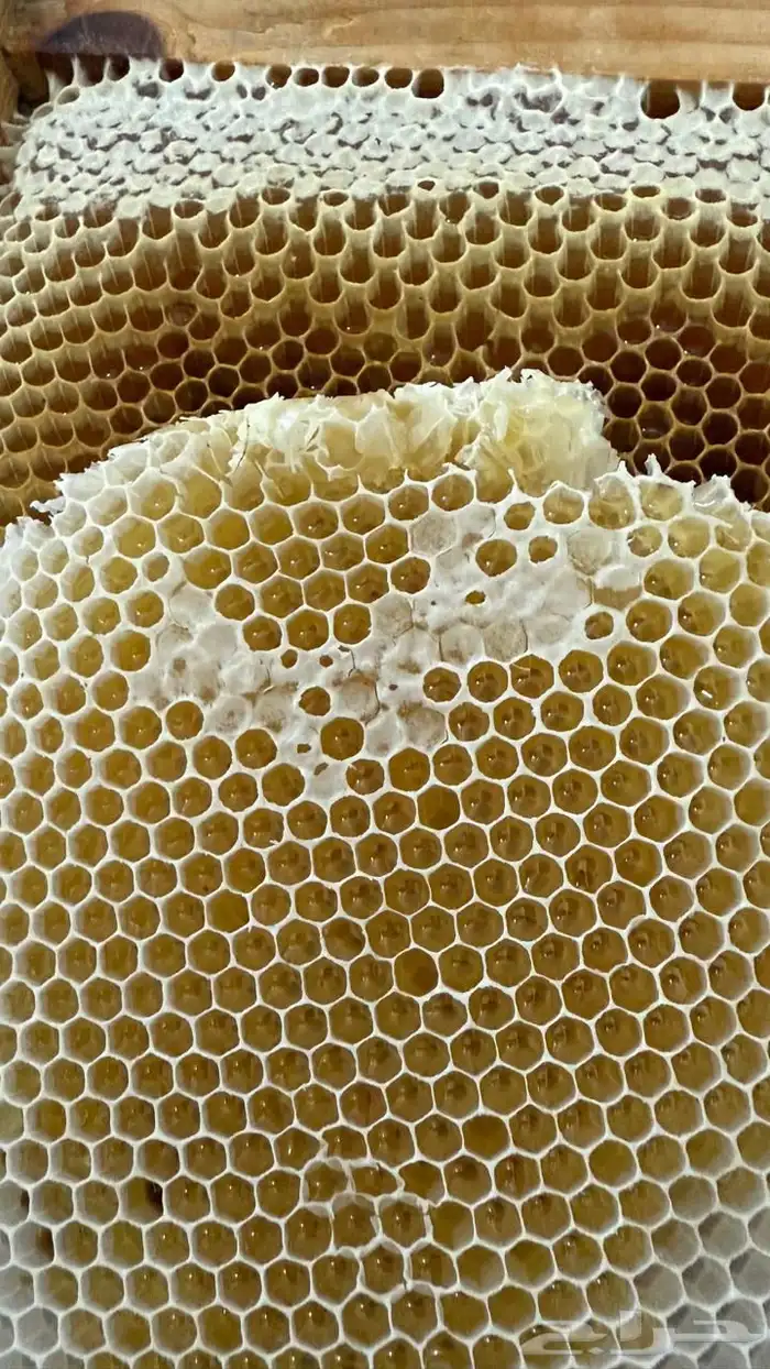 عسل سدر صافي مشروط 3 كيلو (سدرة رجال المع) السوم 900 ريال 1