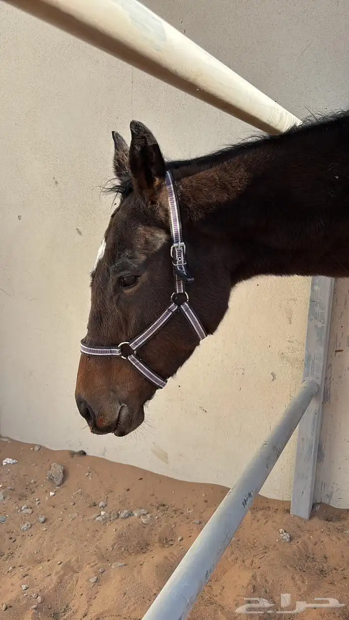 فرس انجليزي ركوب معسوفة 4