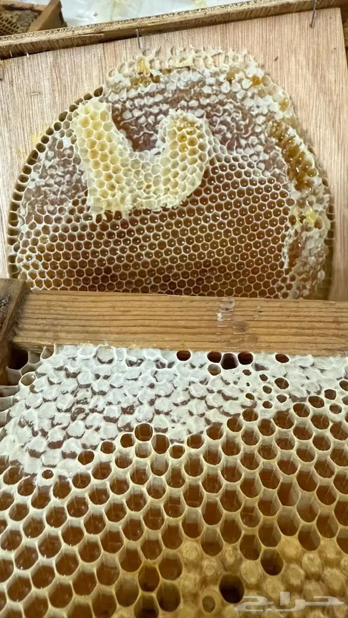 عسل سدر صافي مشروط 3 كيلو (سدرة رجال المع) السوم 900 ريال 2