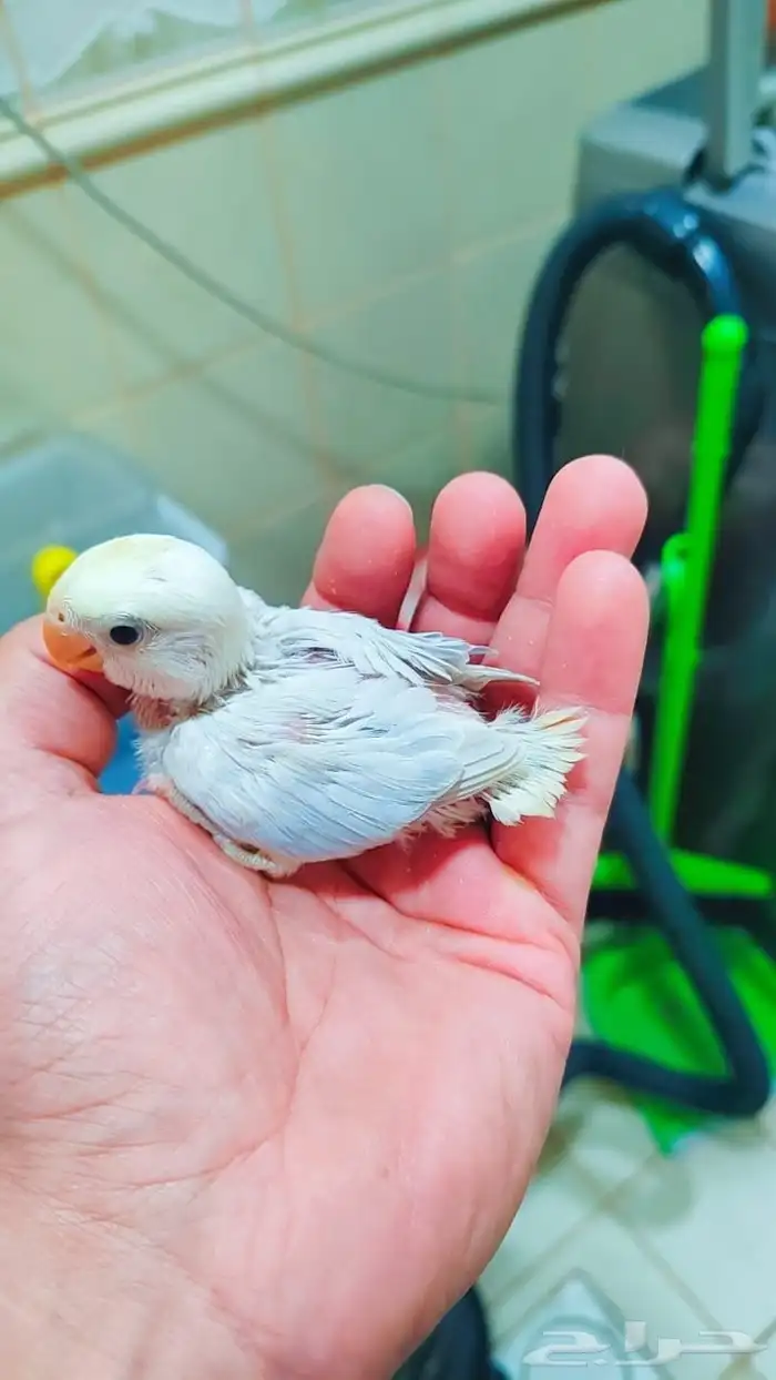 فروخ روز غر 3