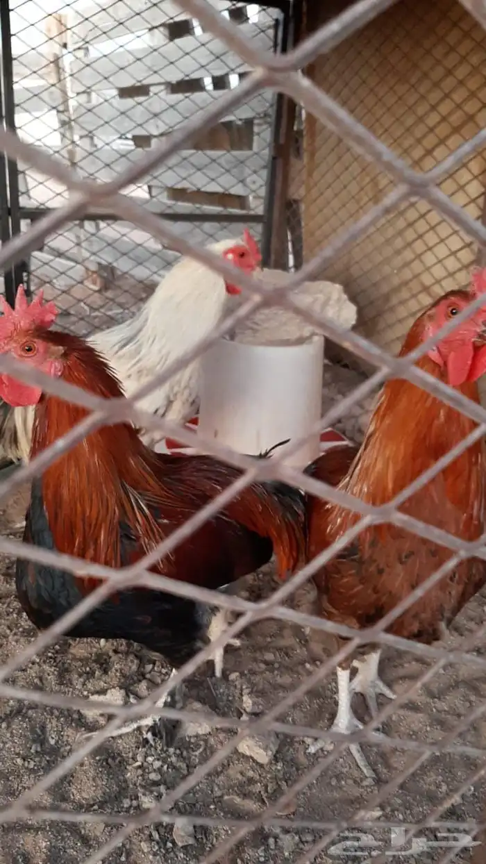 ديوك باكستاني العدد 4 0