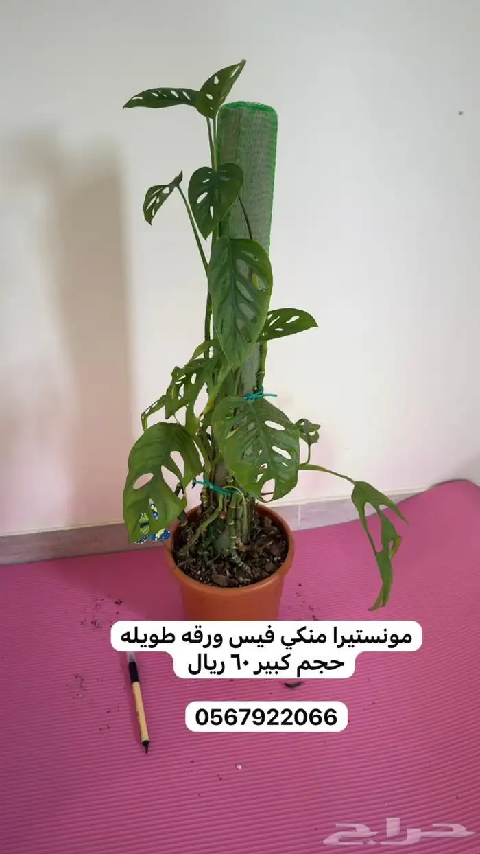 نباتات داخلية 14