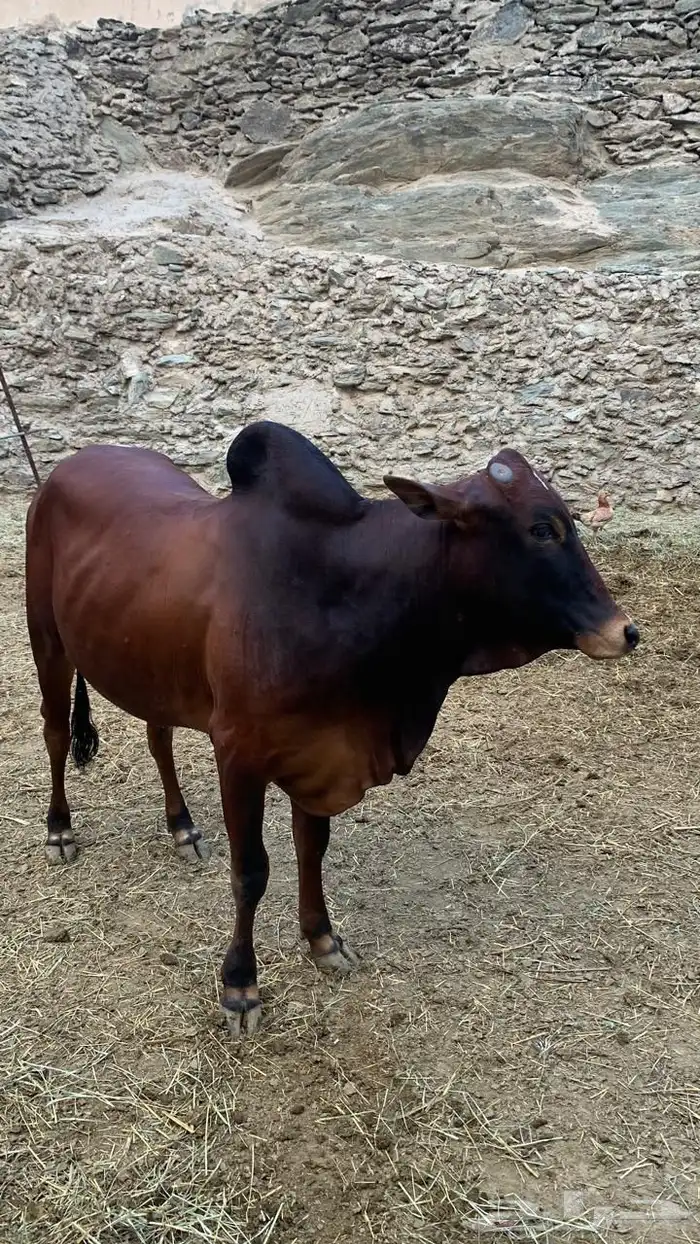 ثور هادي للبيع 0