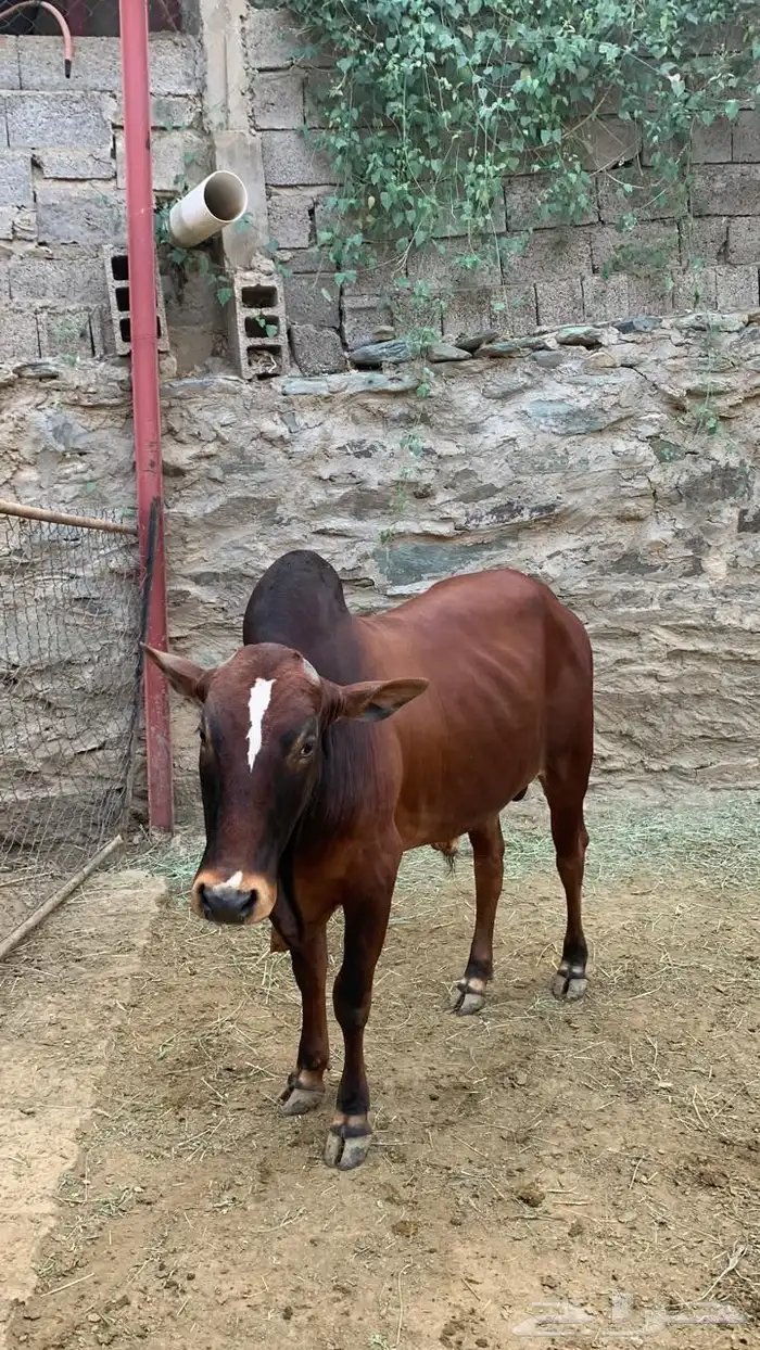 ثور هادي للبيع 1