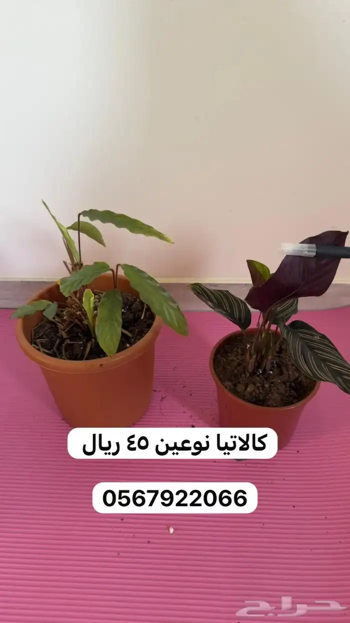 نباتات داخلية 8