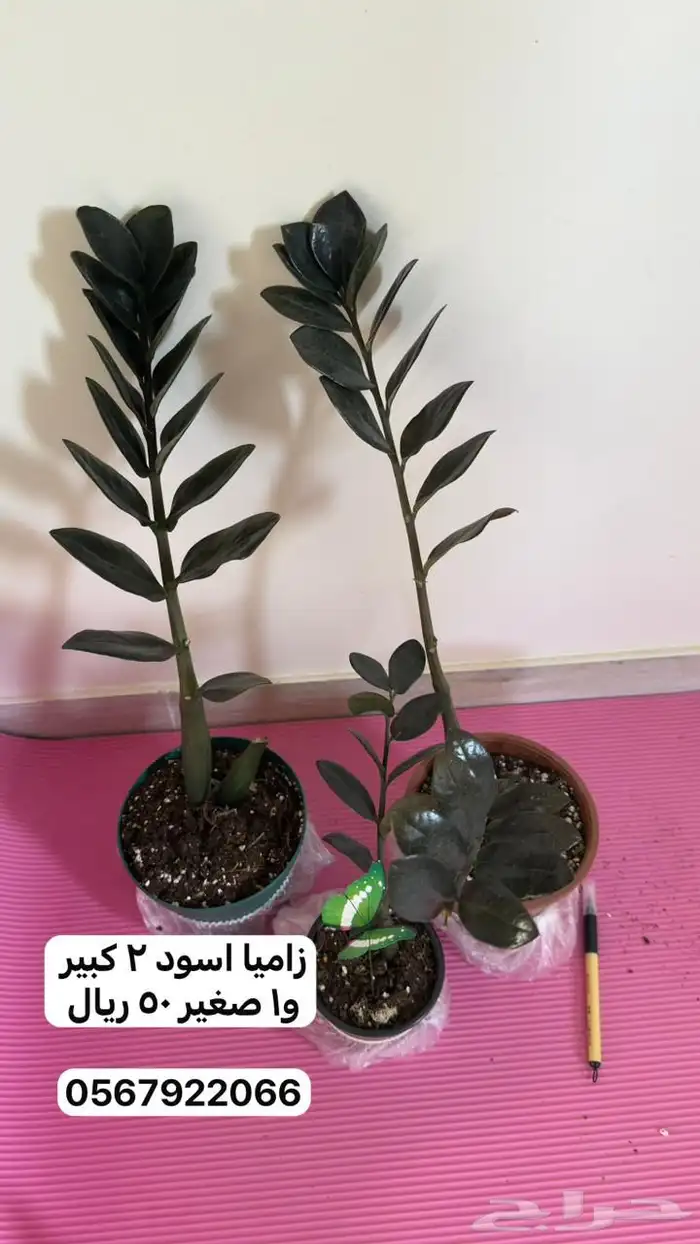 نباتات داخلية 9