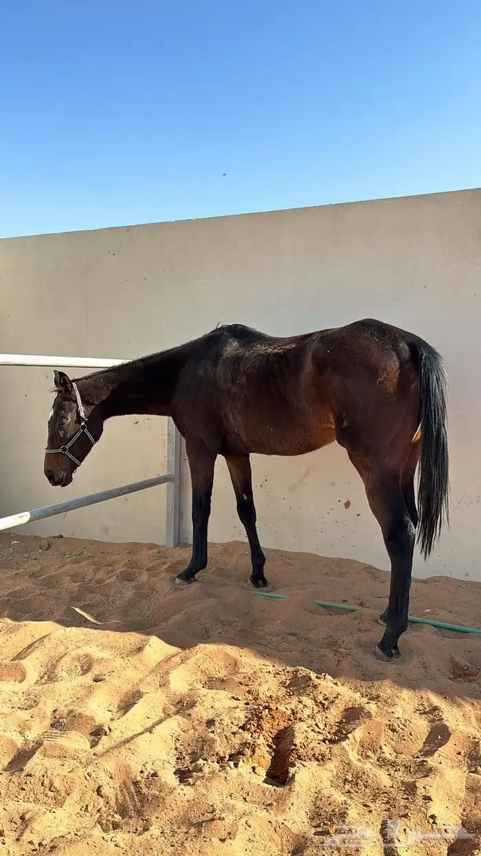 فرس انجليزي ركوب معسوفة 1