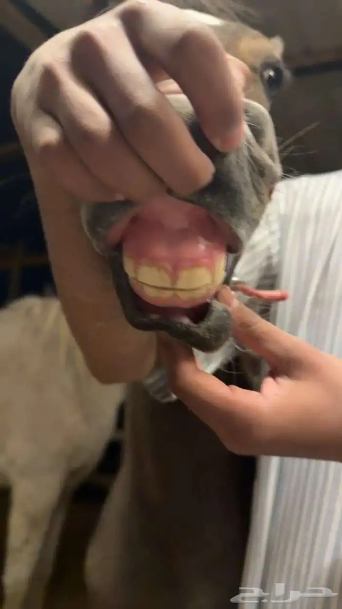 فرس معها مهره واهو 3