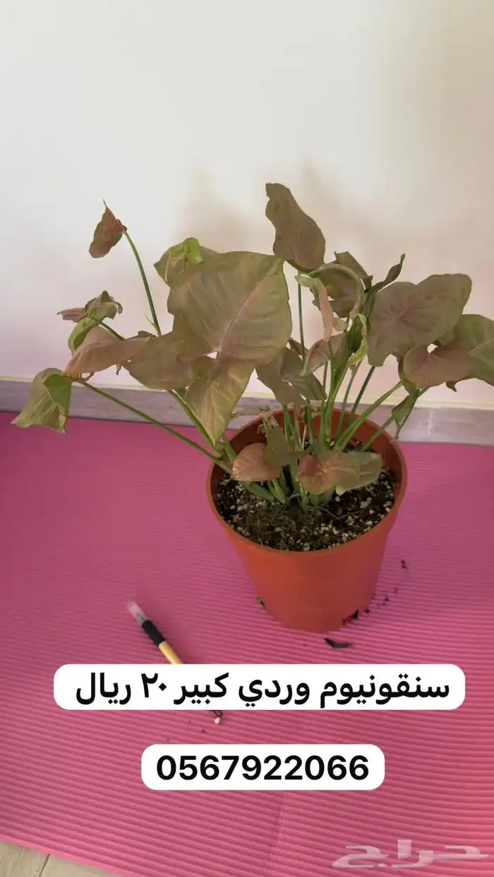 نباتات داخلية 3