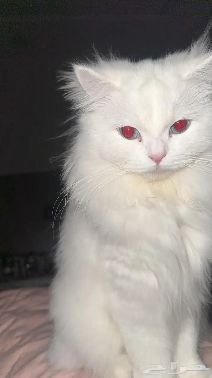 قطتين شيرازي للتبني 0