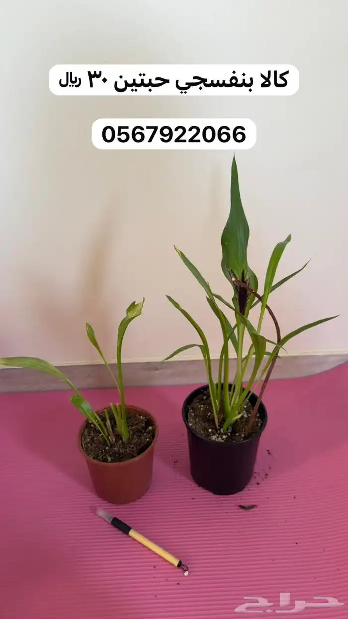 نباتات داخلية 5