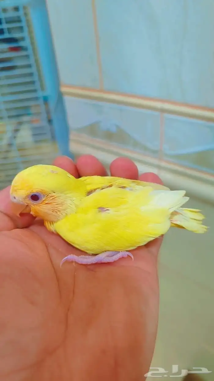 فروخ روز غر 2