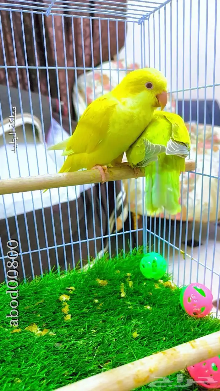 كويكر لاتينو اليف جدا وحجم سوبر جامبو انتاج محلي 0