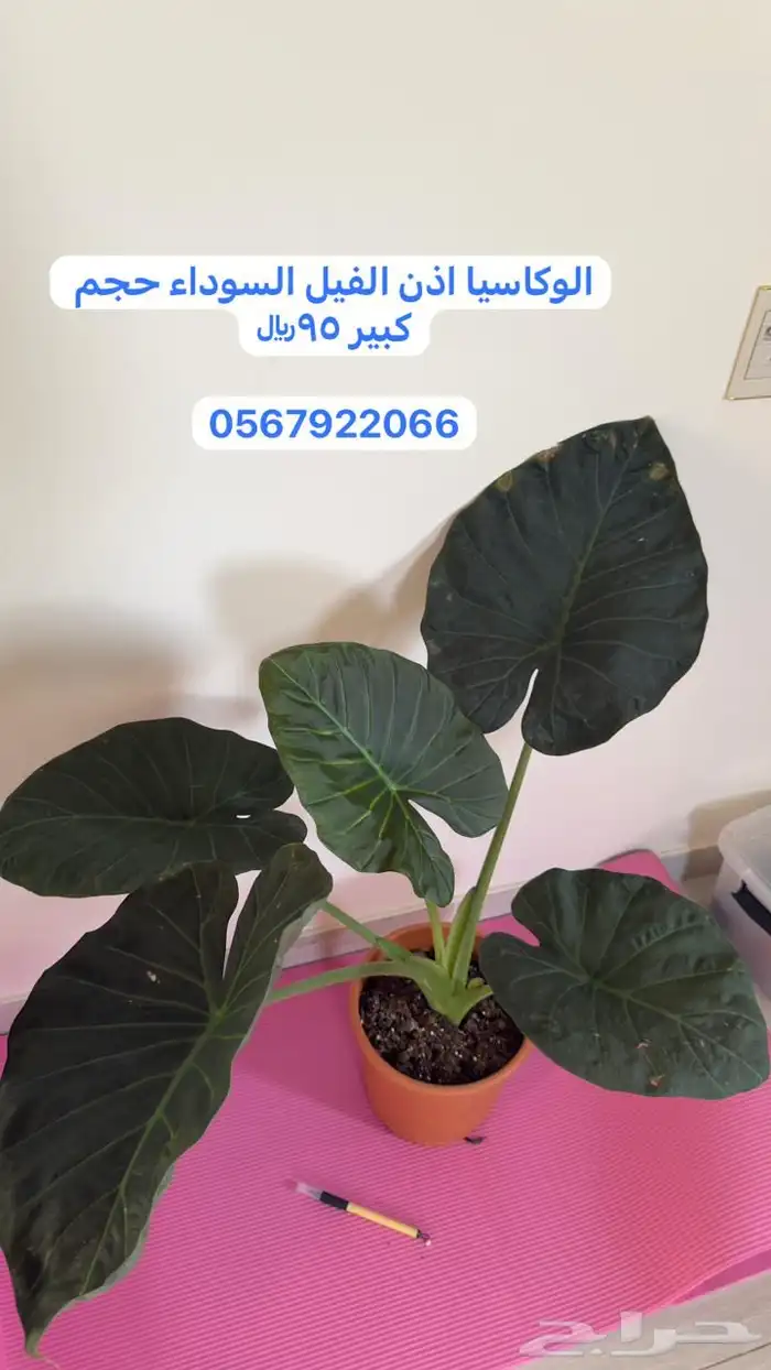 نباتات داخلية 0