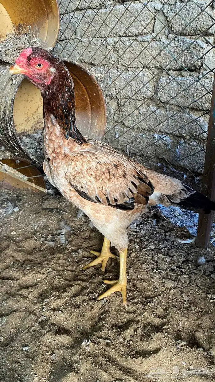 دجاجه شامو للبيع 3