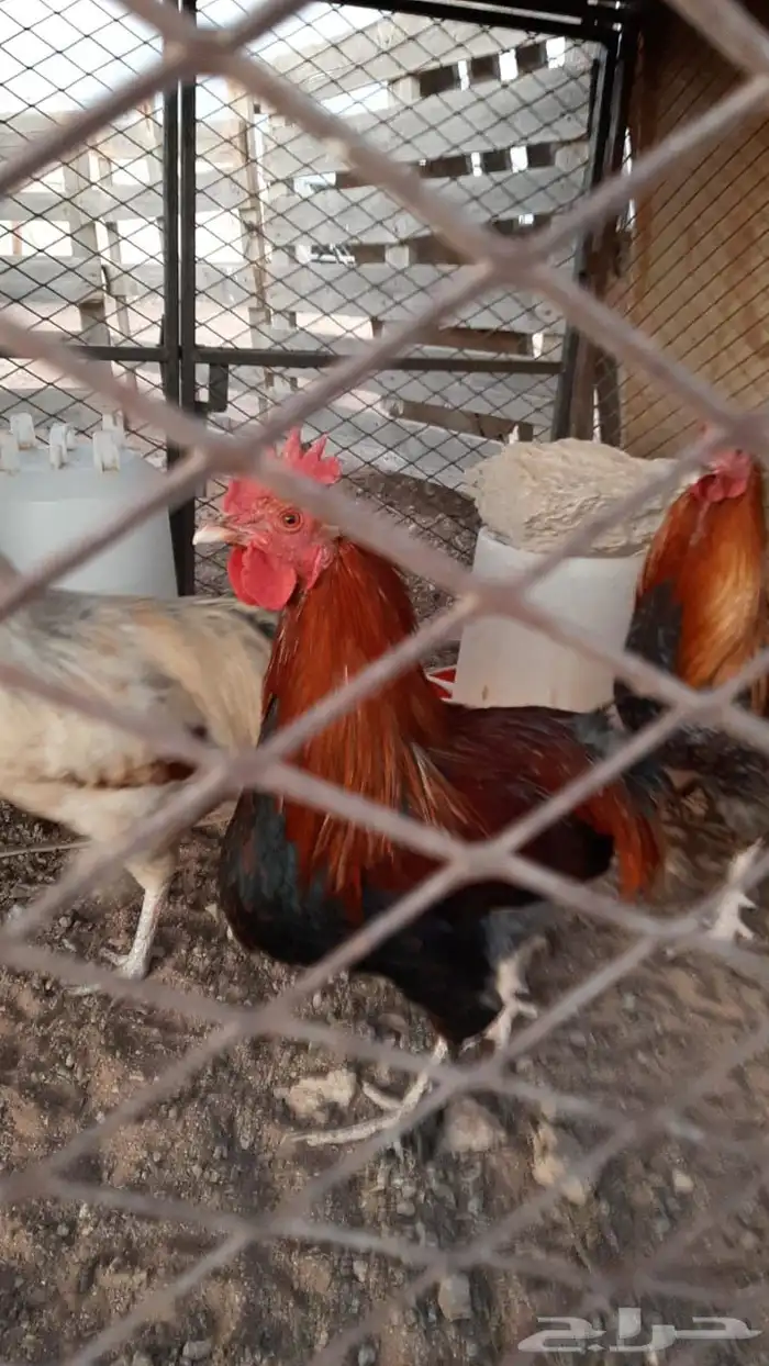 ديوك باكستاني العدد 4 1